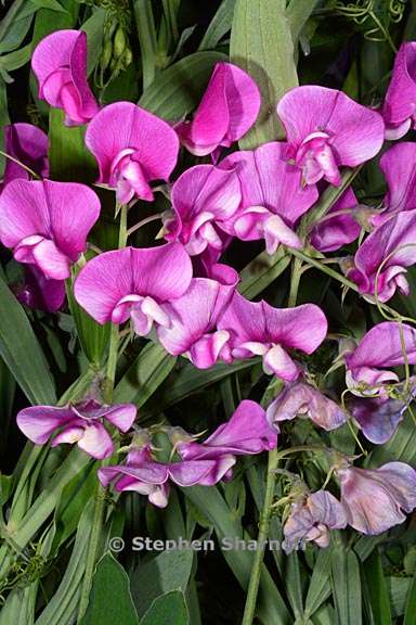 lathyrus latifolius 2 graphic